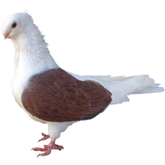 Turbit Pigeon